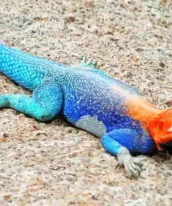 Blue And Orange Iguana Diamond Painting