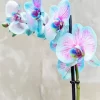 Blue And Pink Orchid Diamond Painting