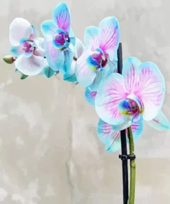 Blue And Pink Orchid Diamond Painting