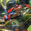 Blue And Red Frog Diamond Painting