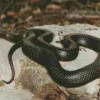 Blue Bellied Black Snake Diamond Painting