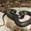 Blue Bellied Black Snake Diamond Painting