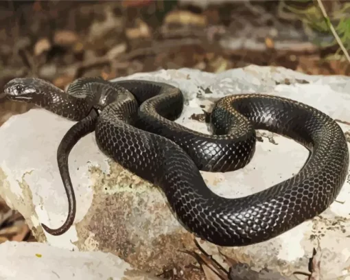 Blue Bellied Black Snake Diamond Painting