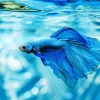 Blue Betta Fish Underwater Diamond Painting