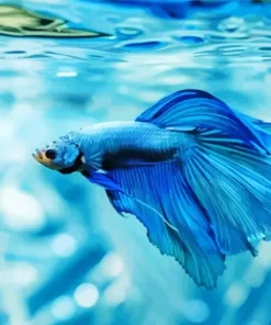 Blue Betta Fish Underwater Diamond Painting