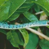 Blue Bush Snake Diamond Painting