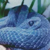 Blue Bush Viper Diamond Painting