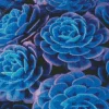 Blue Cactus Diamond Painting