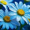 Blue Chamomile Flowers Diamond Painting