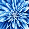 Blue Chrysanthemum Flower Diamond Painting