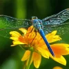 Blue Dragonfly On Sunflower Diamond Painting