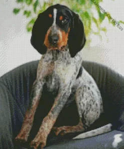 Blue English Coonhound Diamond Painting