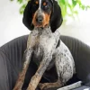 Blue English Coonhound Diamond Painting