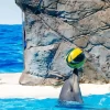 Dolphin Playing With Ball Diamond Painting