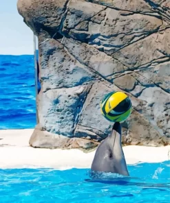 Dolphin Playing With Ball Diamond Painting