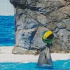 Dolphin Playing With Ball Diamond Painting