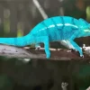 Panther Chameleon Diamond Painting