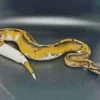 Pied Ball Python Diamond Painting