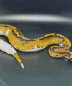 Pied Ball Python Diamond Painting