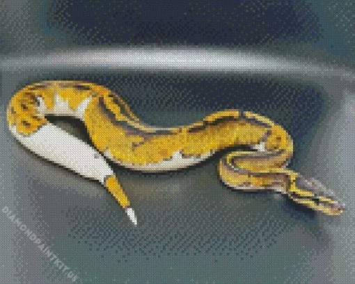 Pied Ball Python Diamond Painting