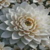 White Flower Diamond Painting