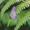 Black and Red Butterfly Diamond Painting