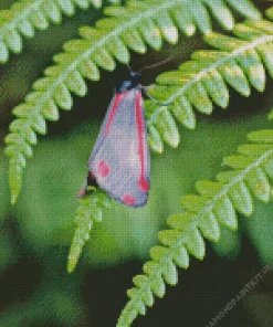 Black and Red Butterfly Diamond Painting