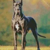 Black And White Great Dane Diamond Painting