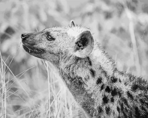 Black And White Hyena Diamond Painting