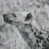 Black And White Hyena Diamond Painting