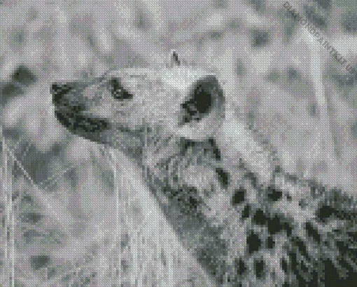 Black And White Hyena Diamond Painting