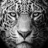 Black And White Leopard Diamond Painting