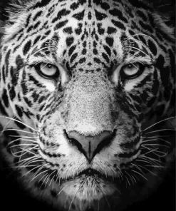 Black And White Leopard Diamond Painting