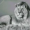 Black And White Lion Diamond Painting