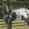 Black Appaloosa Horse Diamond Painting