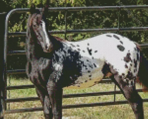 Black Appaloosa Horse Diamond Painting