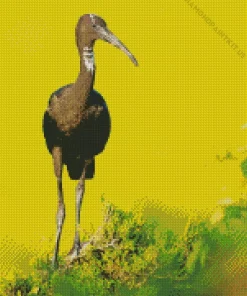 Black Ibis Bird Art Diamond Painting