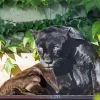 Black Jaguar Diamond Painting