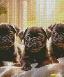 Black Pug Puppies Diamond Painting