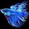 Blue Betta Fish Diamond Painting