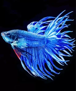 Blue Betta Fish Diamond Painting