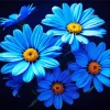 Blue Daisies Diamond Painting