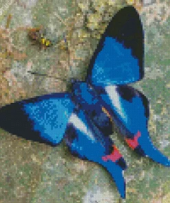 Blue Doctor Butterfly Diamond Painting