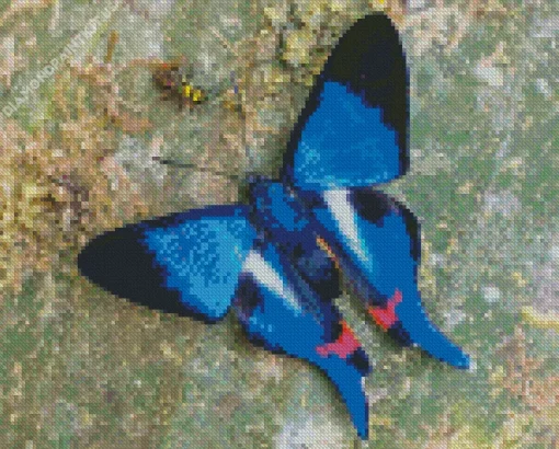 Blue Doctor Butterfly Diamond Painting