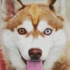 Blue Eye Husky Diamond Painting