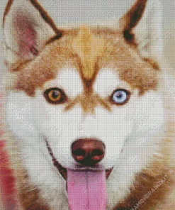 Blue Eye Husky Diamond Painting