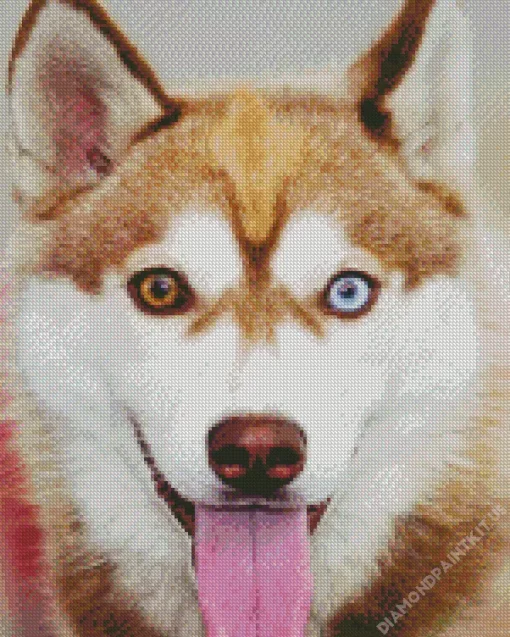 Blue Eye Husky Diamond Painting