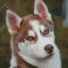 Blue Eyed Brown Husky Diamond Painting