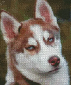 Blue Eyed Brown Husky Diamond Painting