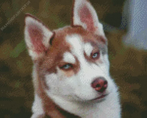 Blue Eyed Brown Husky Diamond Painting